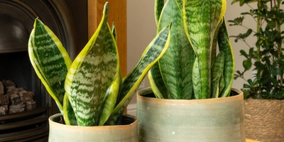 Low-Maintenance Plants for Busy People