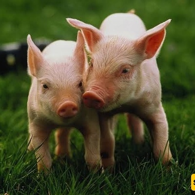 What Is the Difference Between a Wild Boar and a Pig?