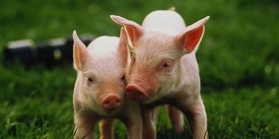 What Is the Difference Between a Wild Boar and a Pig?