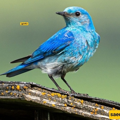 Understanding Emotional and Behavioral Responses with the Blue Bird Psychological Test
