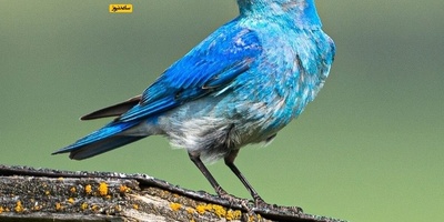 Understanding Emotional and Behavioral Responses with the Blue Bird Psychological Test