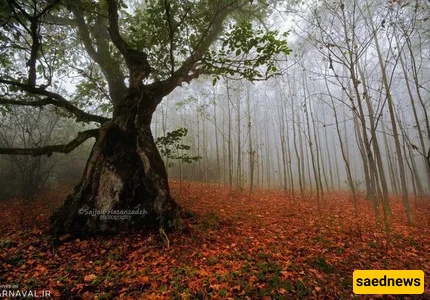 dalekhani forest
