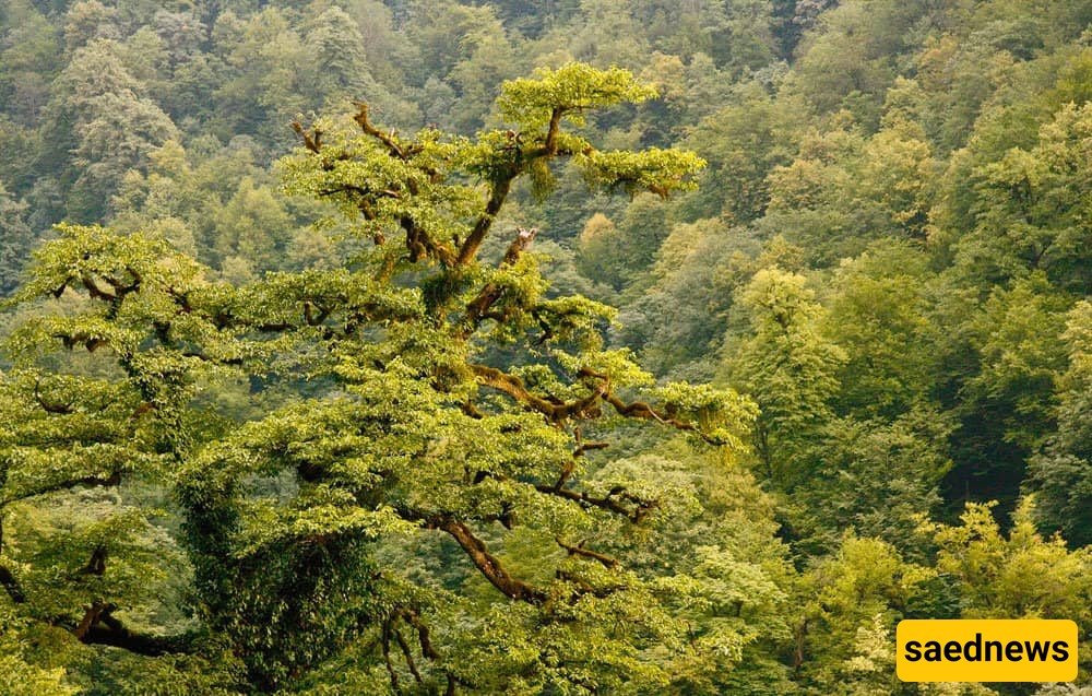 Rudkhan Castle