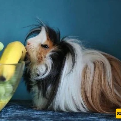 Animals With the Most Beautiful Hair in the World