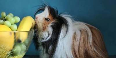 Animals With the Most Beautiful Hair in the World