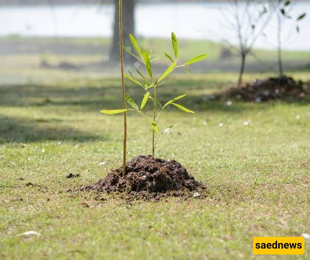 Newly Planted tree
