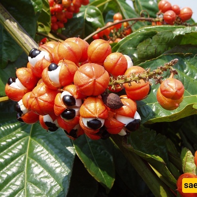 Discover the Amazing World of Guarana