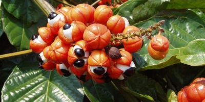 Discover the Amazing World of Guarana