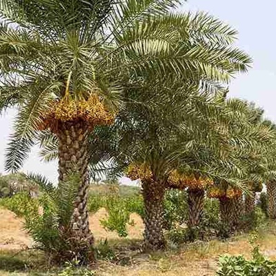 How to Grow and Care for Date Palm Trees