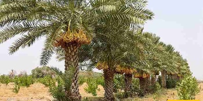 How to Grow and Care for Date Palm Trees