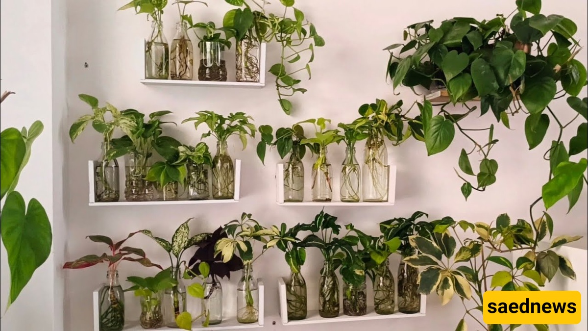 Plants 