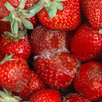 Common Mistakes That Make Fresh Fruit Spoil Too Quickly