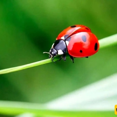 Hidden Horrors Behind Calm Creatures: Terrifying Facts About Animals That Seem Harmless