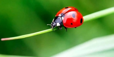 Hidden Horrors Behind Calm Creatures: Terrifying Facts About Animals That Seem Harmless