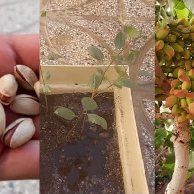 How to Grow a Pistachio Tree at Home Using Just a Few Pistachio Seeds