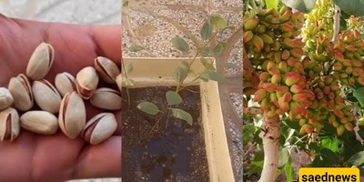 How to Grow a Pistachio Tree at Home Using Just a Few Pistachio Seeds