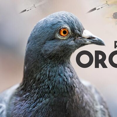 [VIDEO] Project Orcon: The Dark History of The Pigeon-Guided Missiles of WWII