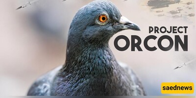 [VIDEO] Project Orcon: The Dark History of The Pigeon-Guided Missiles of WWII