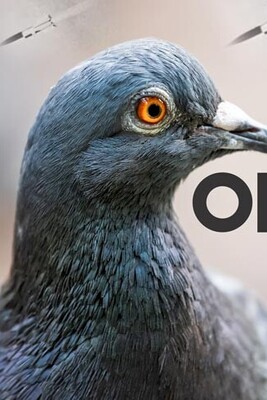 [VIDEO] Project Orcon: The Dark History of The Pigeon-Guided Missiles of WWII