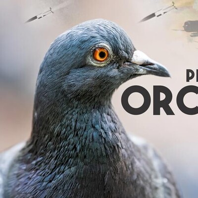 [VIDEO] Project Orcon: The Dark History of The Pigeon-Guided Missiles of WWII