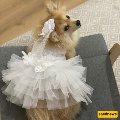 Controversial Marriage Of A Boy With A Dog! + Photo Of Groom And Dog In Wedding Dress!