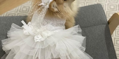 Controversial Marriage Of A Boy With A Dog! + Photo Of Groom And Dog In Wedding Dress!