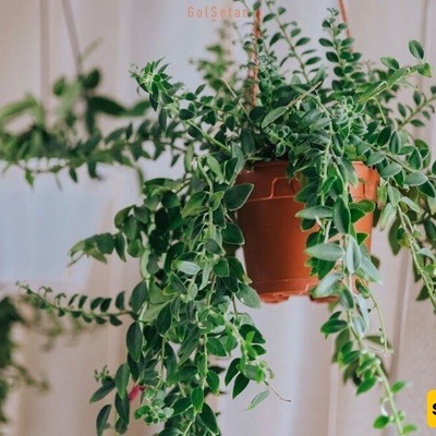 How to Know When a Hanging Plant Needs Water: Tips and Tricks for Caring for and Watering Hanging Plants