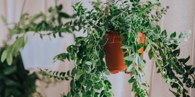 How to Know When a Hanging Plant Needs Water: Tips and Tricks for Caring for and Watering Hanging Plants