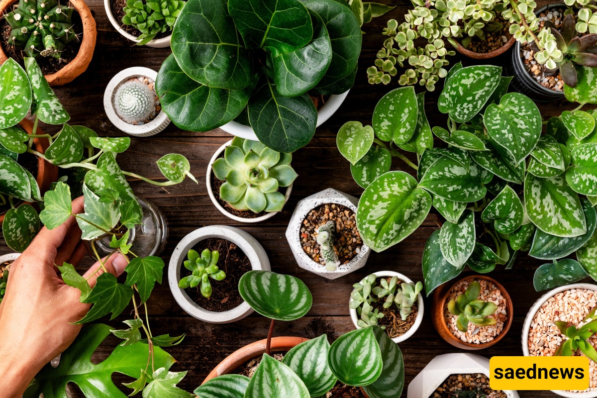 plants