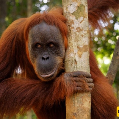Gorillas and Orangutans Can Make Rational Economic Decisions Like Humans