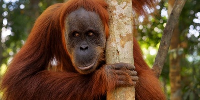 Gorillas and Orangutans Can Make Rational Economic Decisions Like Humans