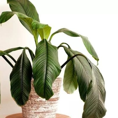 Common Mistakes That Cause Indoor Plants To Wilt
