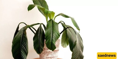 Common Mistakes That Cause Indoor Plants To Wilt