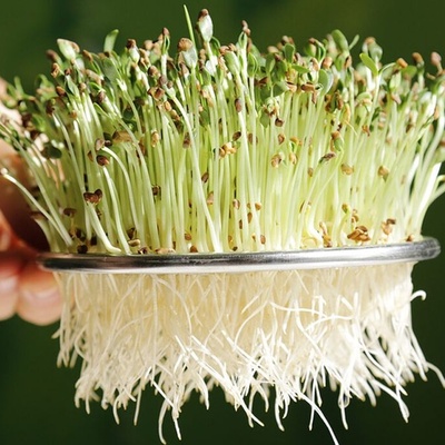 All the Benefits of Clover Sprouts for Non-Pregnant Women and Vegetarians