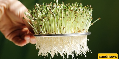 All the Benefits of Clover Sprouts for Non-Pregnant Women and Vegetarians