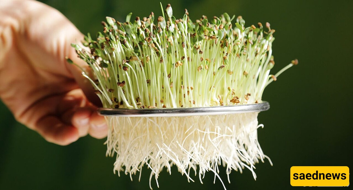 All the Benefits of Clover Sprouts for Non-Pregnant Women and Vegetarians