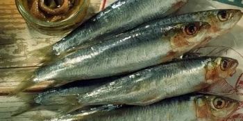 Anchovies and Their Many Health Benefits