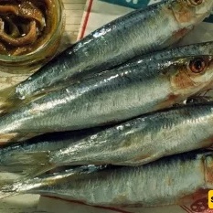Anchovies and Their Many Health Benefits