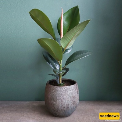Did You Know Ficus Elastica Is Toxic? ⚠️ Essential Tips for Keeping It at Home