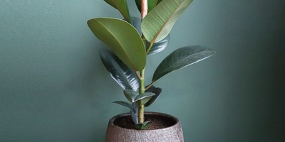 Did You Know Ficus Elastica Is Toxic? ⚠️ Essential Tips for Keeping It at Home