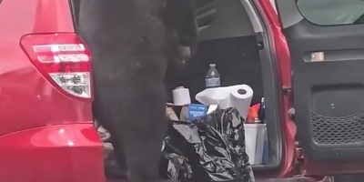 Watch: A Bear Breaks Into a Car Trunk for Food — When Hunger Leaves No Choice 😂
