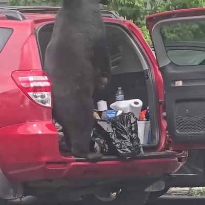 Watch: A Bear Breaks Into a Car Trunk for Food — When Hunger Leaves No Choice 😂