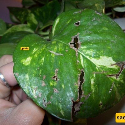 What Is the Main Cause of Holes in Houseplant Leaves?