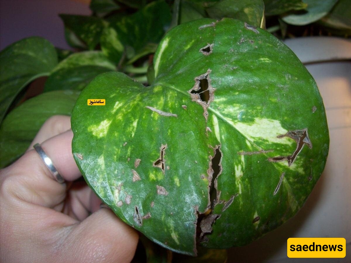 What Is the Main Cause of Holes in Houseplant Leaves?