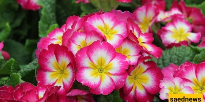 How to Grow and Care for Primrose Flowers Successfully