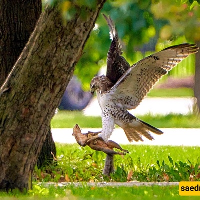 Watch: Squirrel’s Miraculous Last-Moment Escape from a Hawk’s Claws