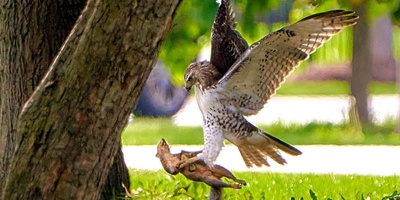 Watch: Squirrel’s Miraculous Last-Moment Escape from a Hawk’s Claws