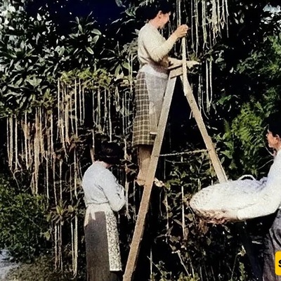 The Strange Story of Harvesting from the ‘Macaroni Tree’ + Photos