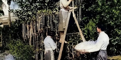 The Strange Story of Harvesting from the ‘Macaroni Tree’ + Photos