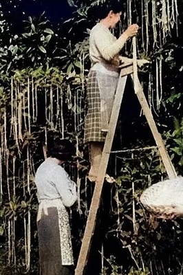 The Strange Story of Harvesting from the ‘Macaroni Tree’ + Photos